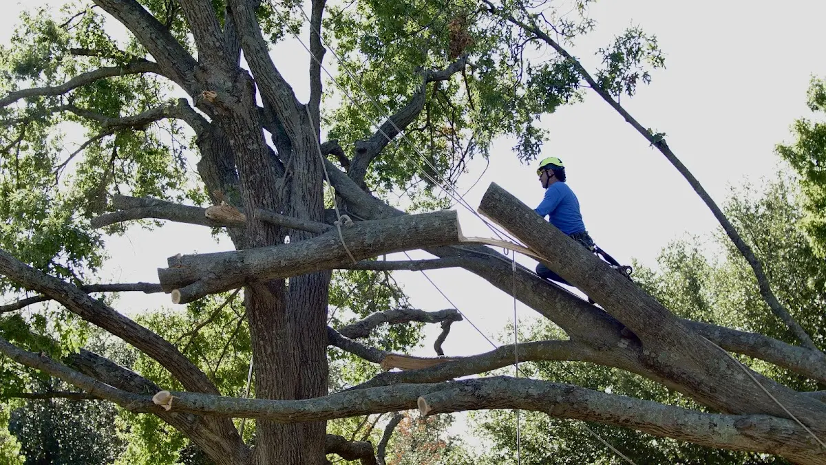 Professional Crown Thinning performed by certified arborists in Central Lake