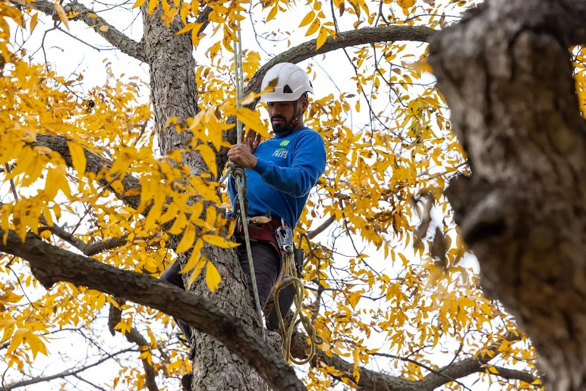 Skilled Storm Damage Cleanup crew working in Central Lake